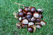 IMG_6383marrons