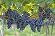 Weinlese