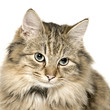 Very cute long haired kitten Very cute long haired kitten