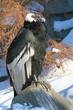 Bird of prey from Moscow zoo