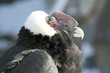 Bird of prey from Moscow zoo