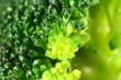 Green broccoli macro
