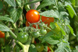 Tomatenstaude