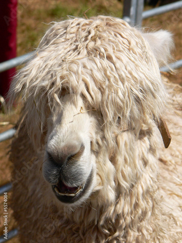Photo: Alpaca Alpaca