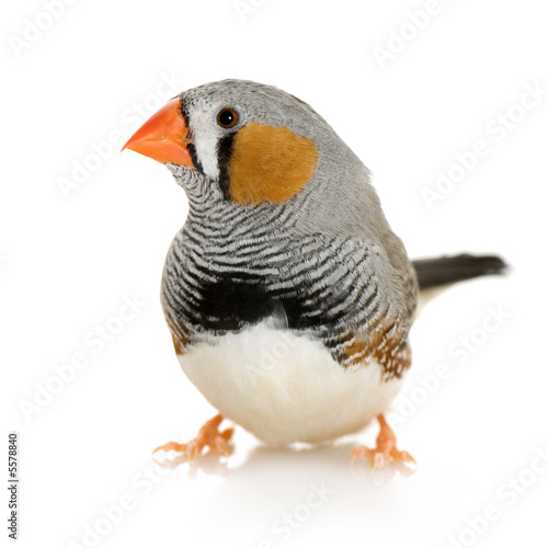 Zebra Finch - Taeniopygia guttata