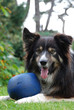 Dog with ball