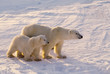 Polar bear with her cub. Canadian Arctic Polar bear with her cub. Canadian Arctic