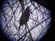cormoran