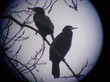cormorans