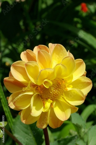 Photo: dahlia portrait 1. dahlia portrait 1.