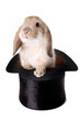 Little easter lop rabbit in a magician's hat