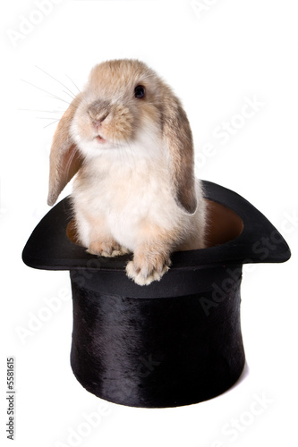 Little easter lop rabbit in a magician's hat