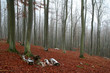 forêt en hiver