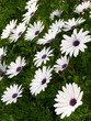 African Daisy or Osteospermum