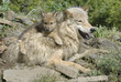 Gray wolf with her cub Gray wolf with her cub