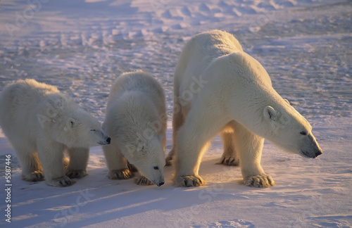 Polar bear protecting her cubs, wary of approaching bear Polar bear protecting her cubs, wary of approaching bear