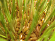 Wheat Sprouts Wheat Sprouts