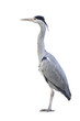 Foto: heron isolated over white heron isolated over white