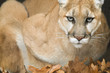 Mountain Lion Portrait