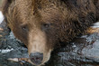 Brown Bear (Ursus arctos)