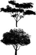 Tree Silhouettes