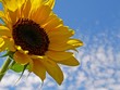 Sonnenblume Sonnenblume