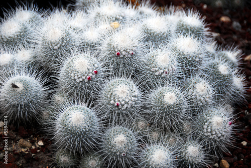 Photo: Cactus Mammillaria Geminispina Cactus Mammillaria Geminispina