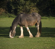 Horse grazing in field.