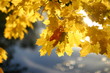 Herbst_3