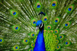 Peacock Display