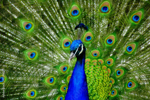 Photo: Peacock Display Peacock Display