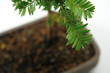 hemlock sapling