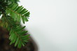 horticulture