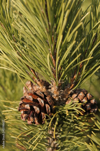 Photo: pine cone pine cone