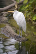 White Bird sitting on the edge of a River