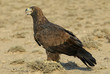 Golden Eagle