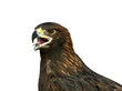 Golden Eagle isolated on white