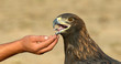 Golden Eagle and hand