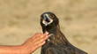 Golden Eagle and hand