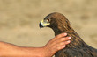 Golden Eagle and hand