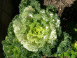 A variety of cabbage