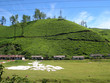 Munnar, tea plantation in the kerala state of india