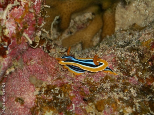Foto: Pyjamaschnecke Pyjamaschnecke