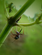 Ant Grip