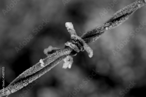 Photo: barbed wire 1a barbed wire 1a