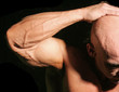 Biceps de hombre