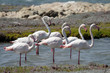 Flamingos am Strand