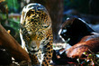 Details der Fotografie Jaguar Prowling