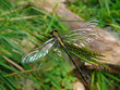 Dragonfly 1