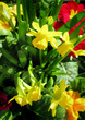printemps
